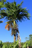 Areca catechu. Верхняя часть плодоносящего растения. Мадагаскар, провинция Анциранана, регион Диана, о-в Нуси Бе. 05.05.2018.
