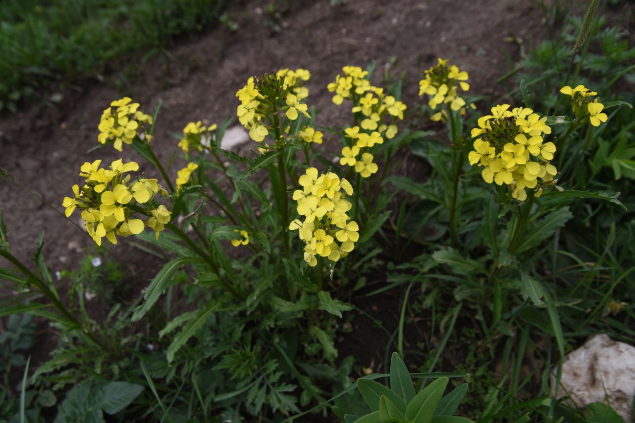 Изображение особи Erysimum ibericum.