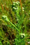 Senecio erucifolius