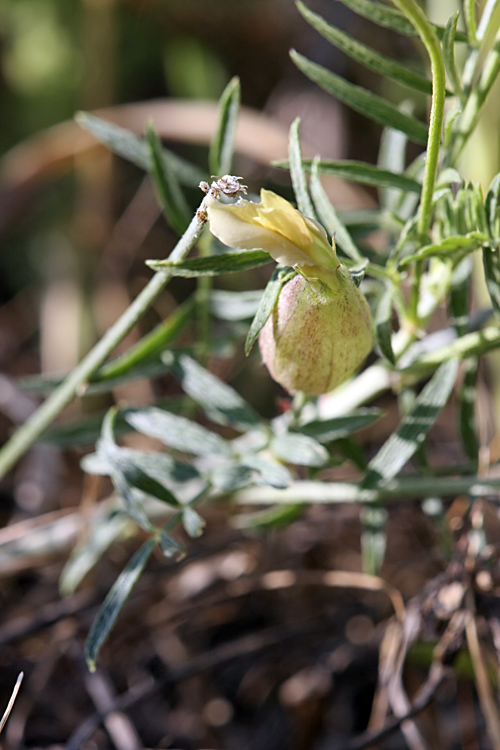 Изображение особи Astragalus krauseanus.