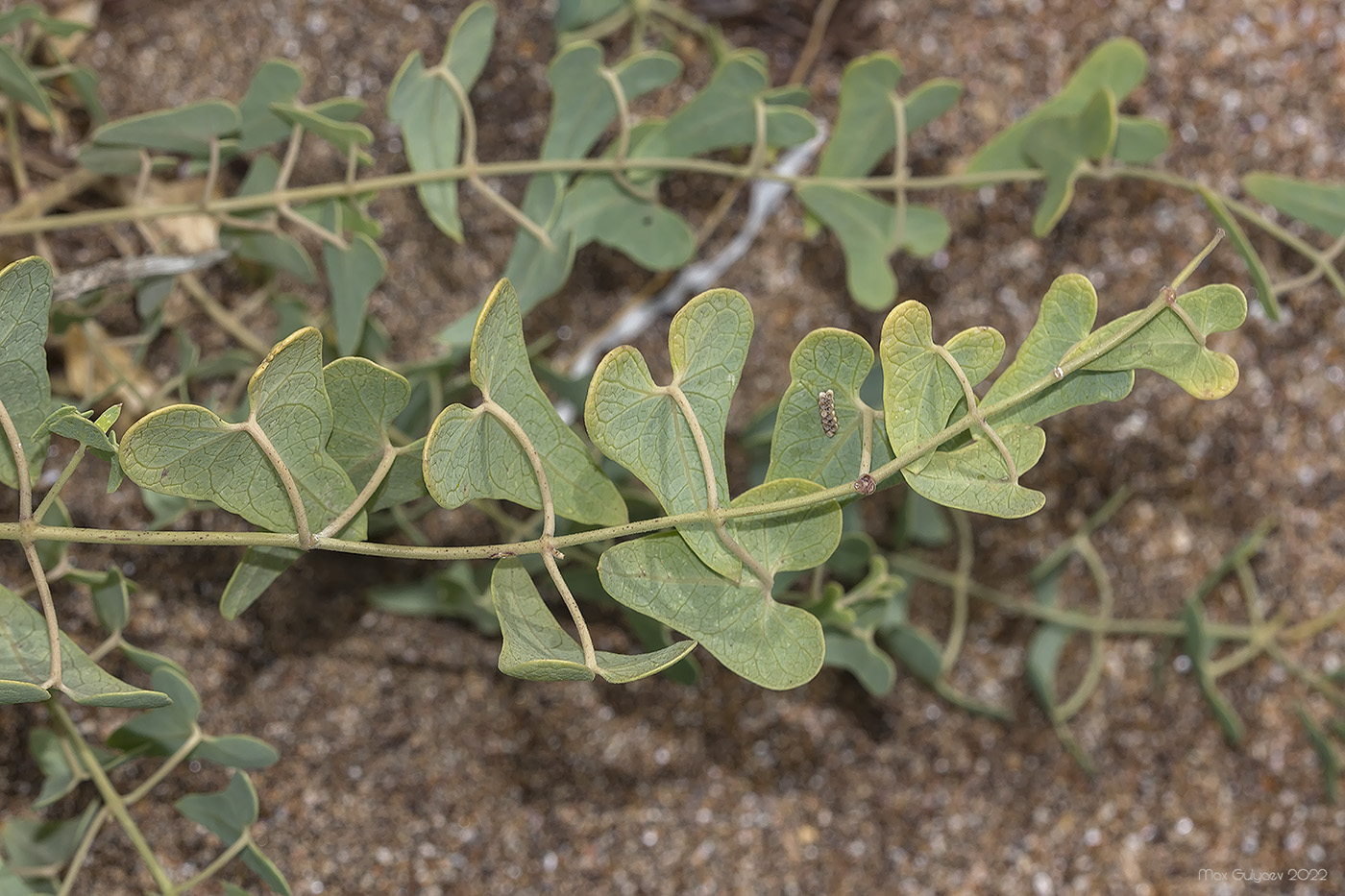 Image of Cynanchum acutum specimen.