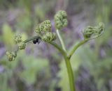 Pteridium pinetorum. Верхушка разворачивающейся вайи с муравьём. Пермский край, Кунгурский р-н, правый берег р. Сылва, ур. Камень Ермак, крутой склон, берёзово-сосновый лес, опушка. 04.06.2022.