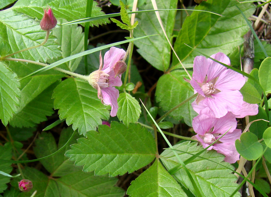 Image of Rubus arcticus specimen.