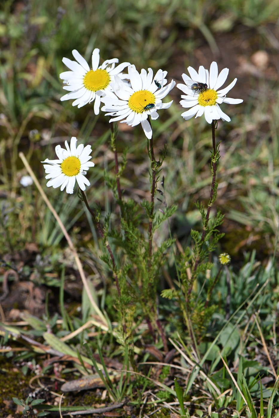 Image of Pyrethrum karelinii specimen.