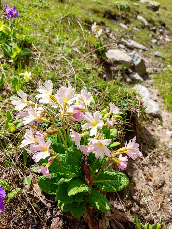 Изображение особи род Primula.