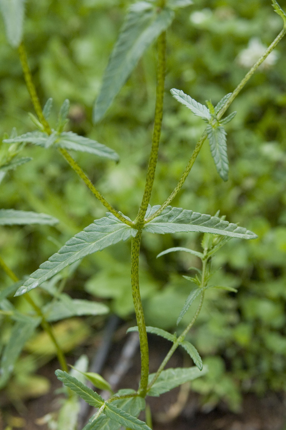 Изображение особи Rhinanthus glacialis ssp. aristatus.