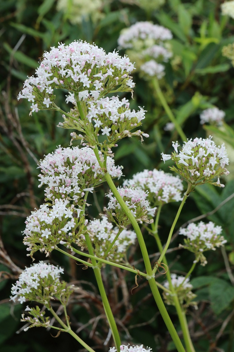 Изображение особи Valeriana sambucifolia.