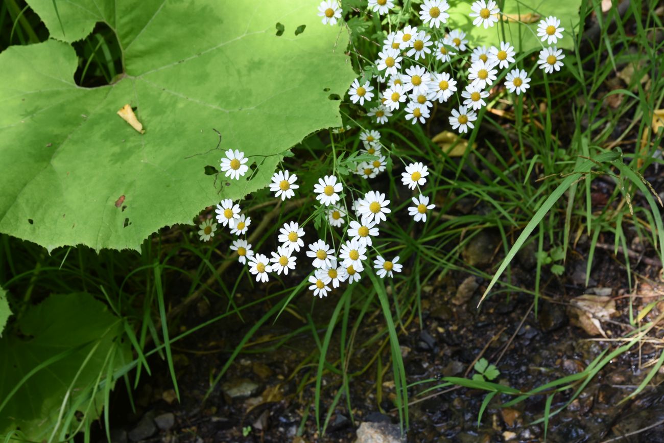 Image of Pyrethrum parthenifolium specimen.