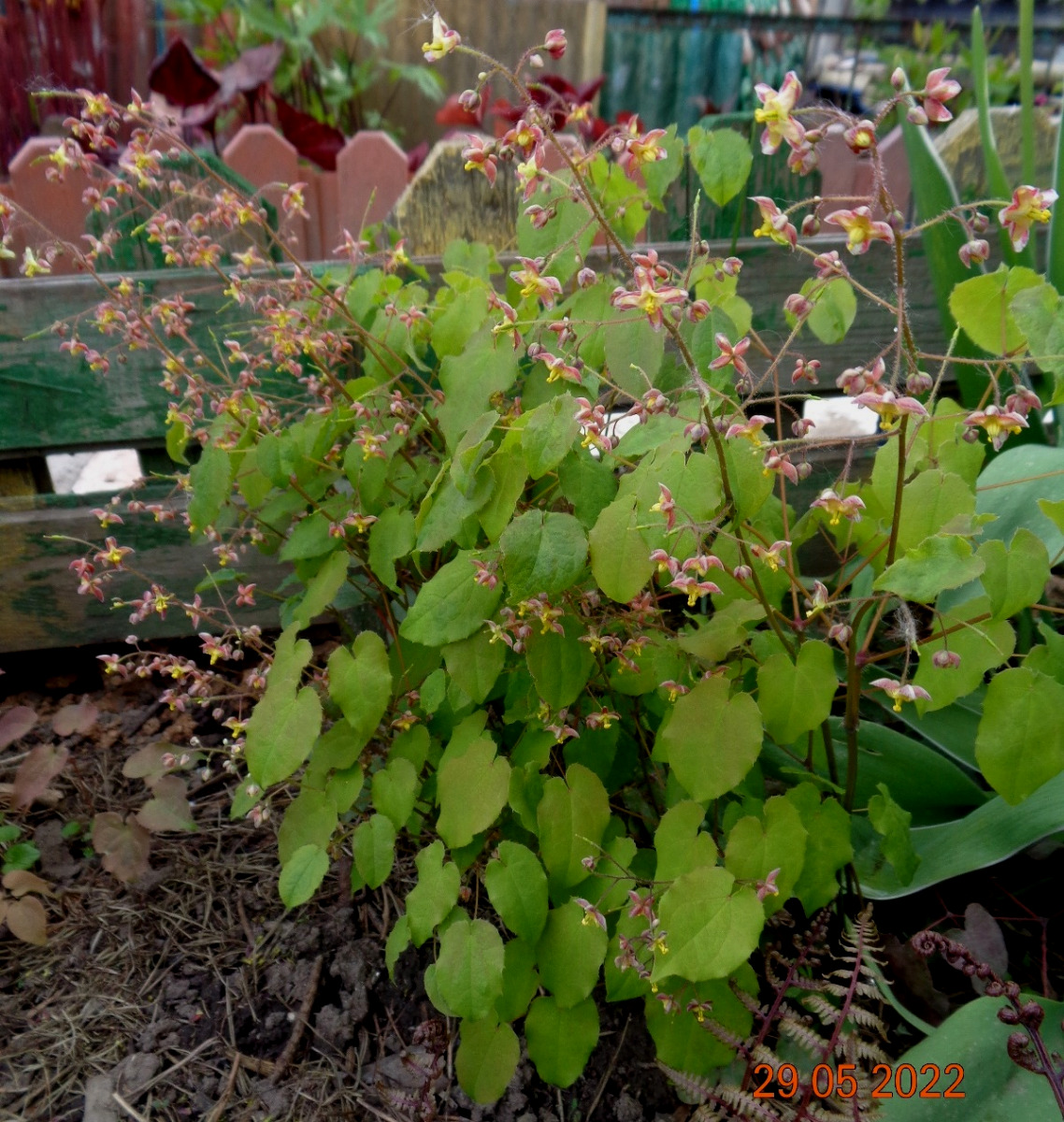 Image of Epimedium alpinum specimen.