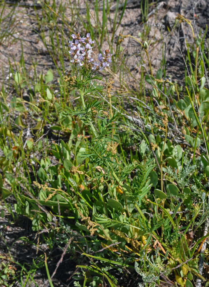 Изображение особи Astragalus sulcatus.