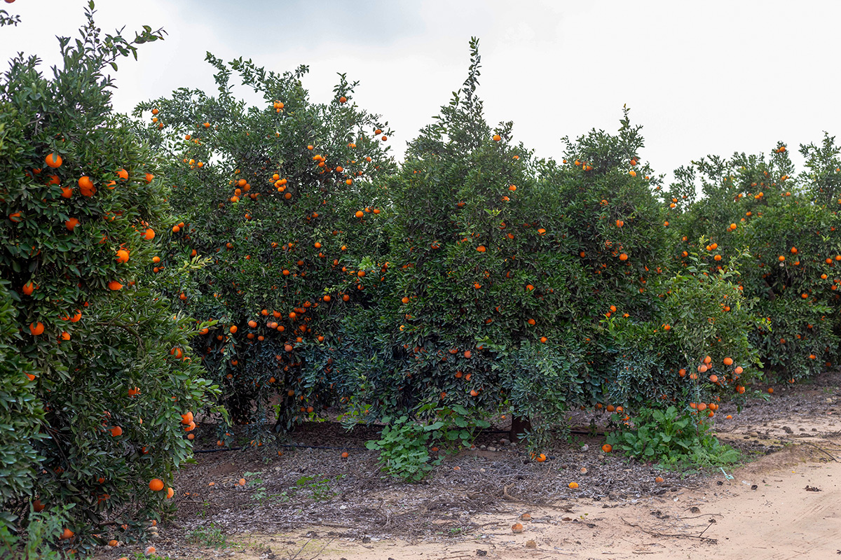 Image of Citrus reticulata specimen.