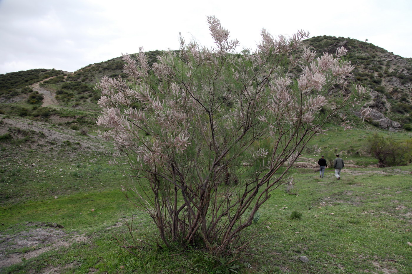 Image of genus Tamarix specimen.