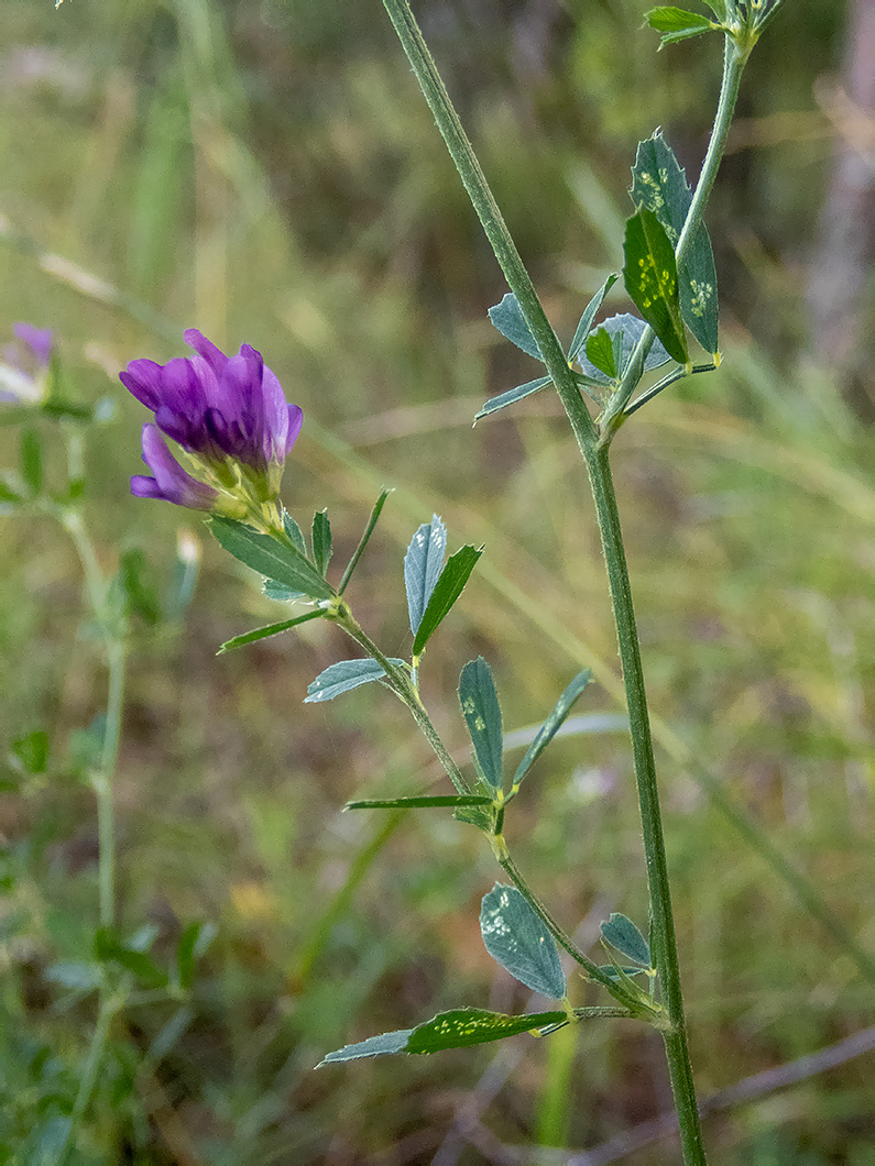 Image of Medicago sativa specimen.