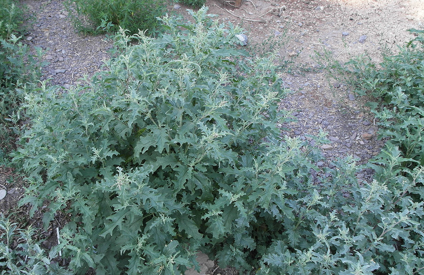 Image of Atriplex tatarica specimen.