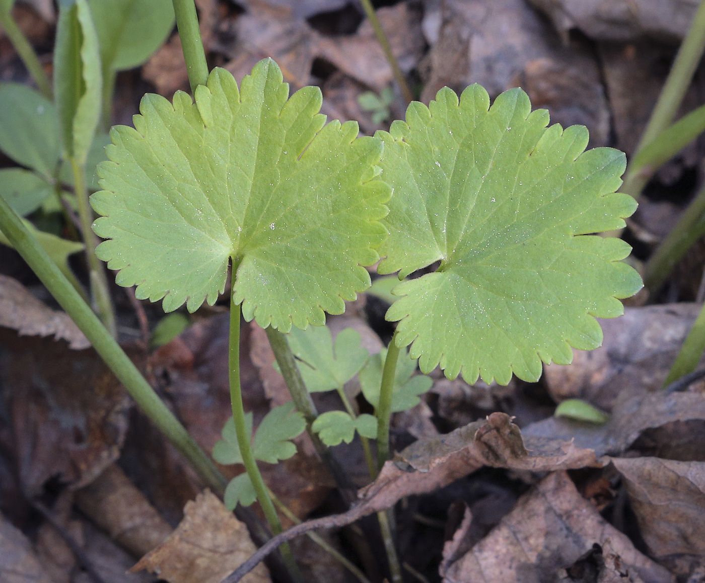 Image of Ranunculus auricomus specimen.