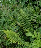 Dryopteris filix-mas