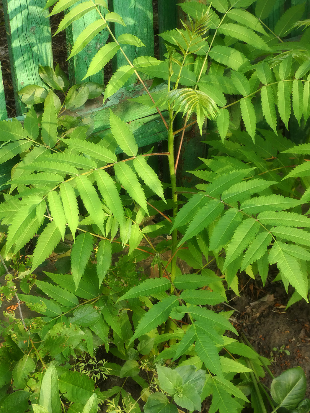 Image of Rhus glabra specimen.