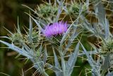 Cirsium argillosum. Верхушка побега с соцветием. Дагестан, Гунибский р-н, с. Гамсутль, ≈ 1400 м н.у.м., луговой склон. 29.07.2022.