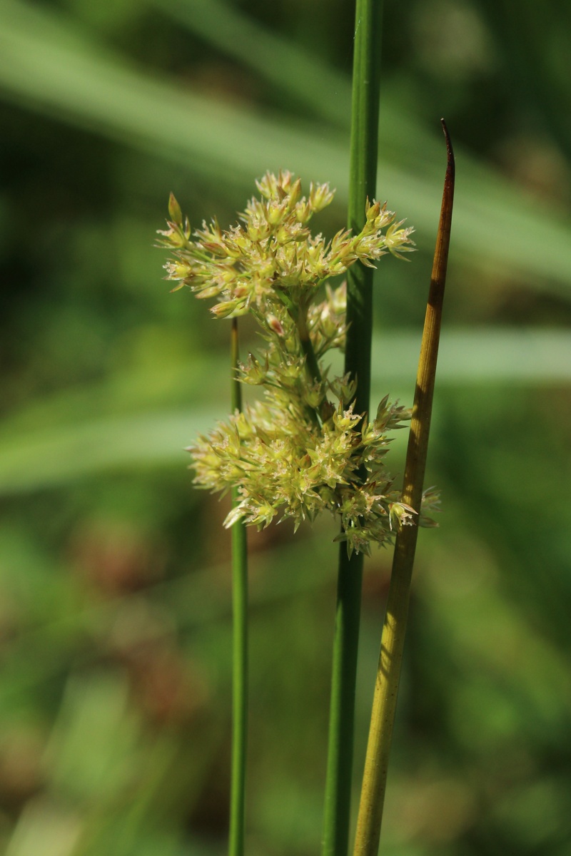 Изображение особи Juncus effusus.