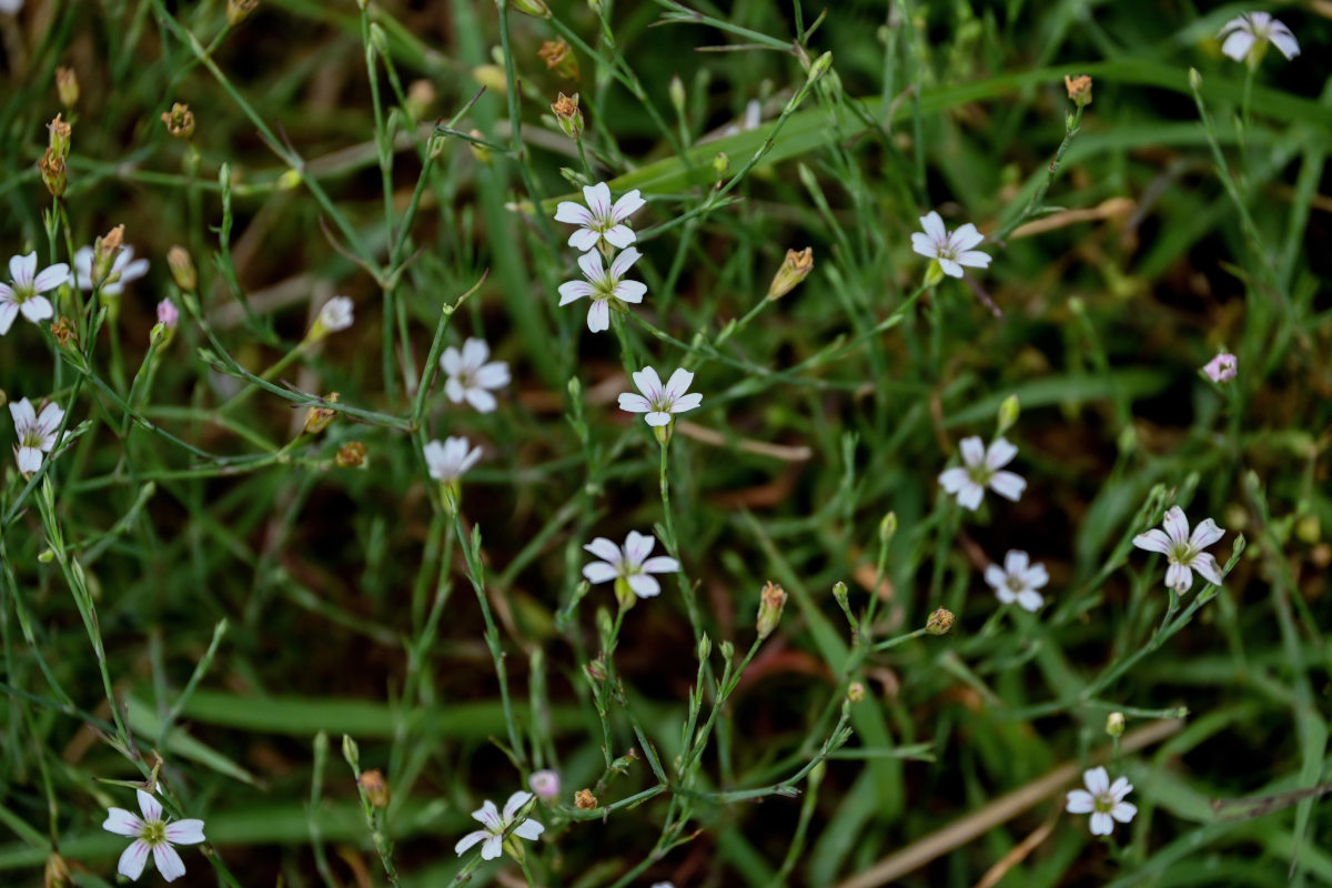 Image of Petrorhagia saxifraga specimen.