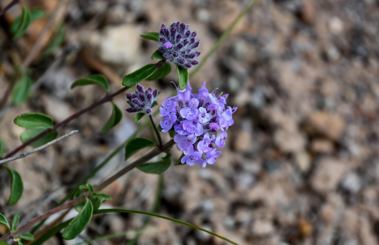 Image of Ziziphora pamiroalaica specimen.