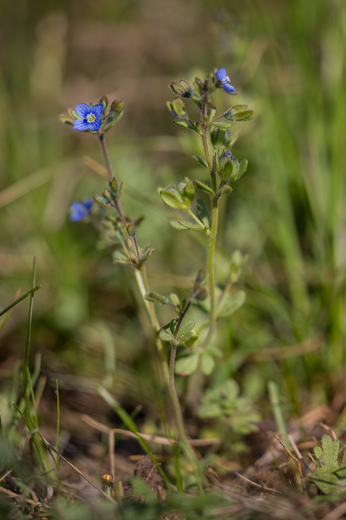 Изображение особи Veronica triphyllos.