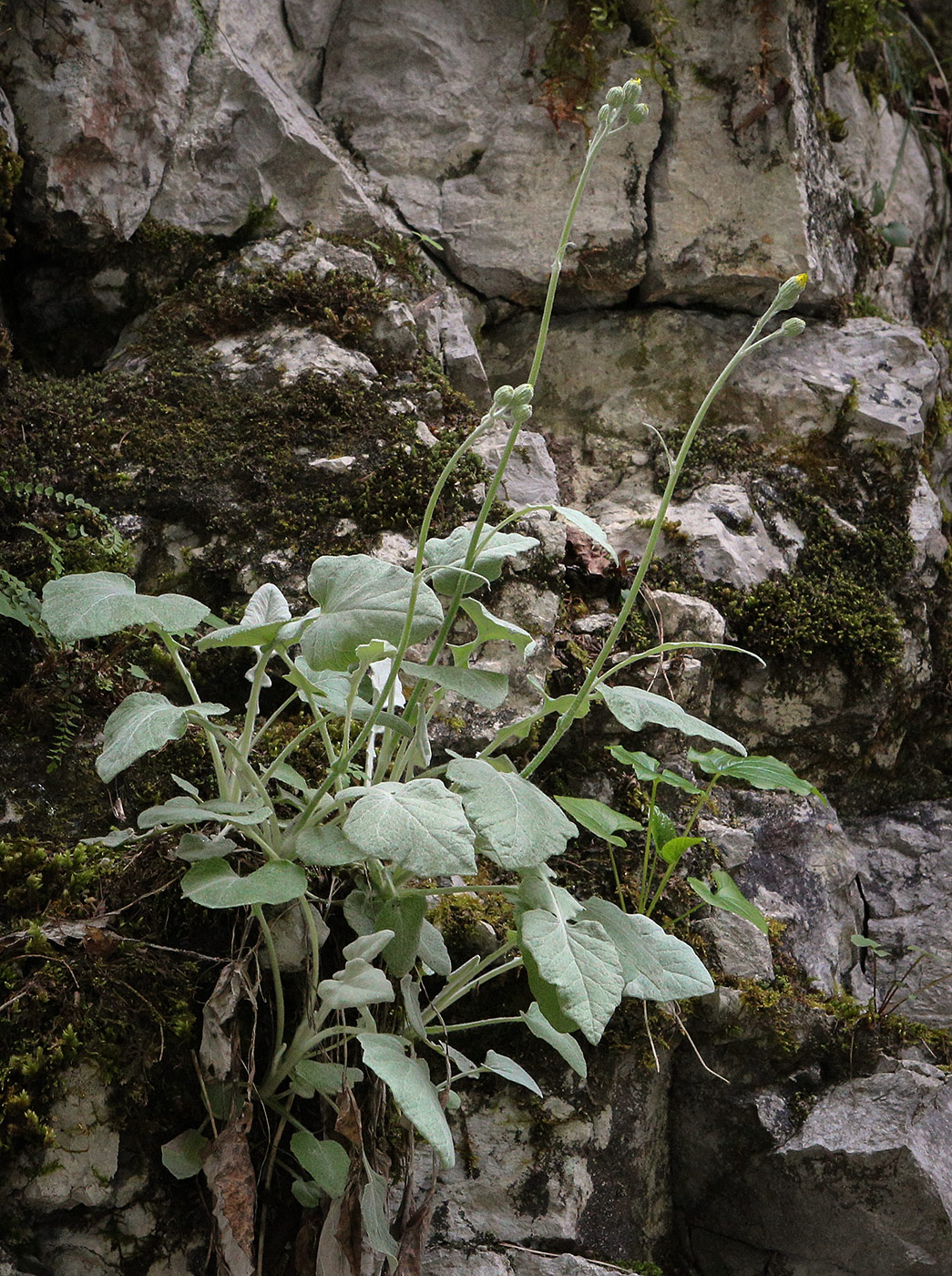 Image of Senecio pandurifolius specimen.