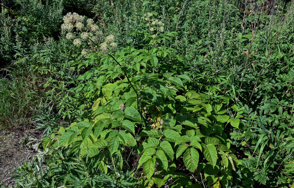 Image of Aralia cordata specimen.