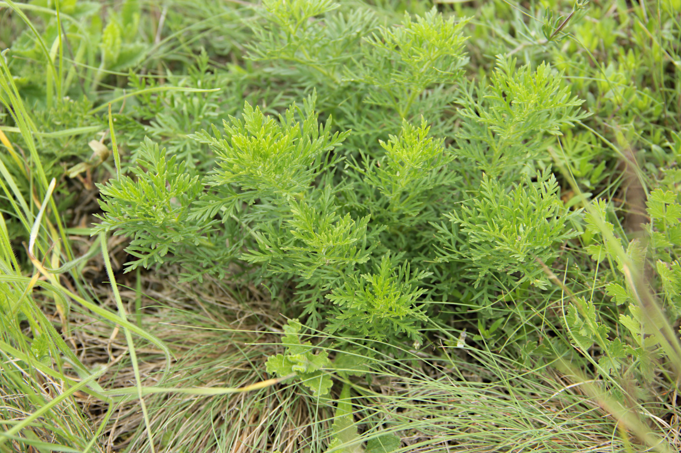 Image of Adonis volgensis specimen.