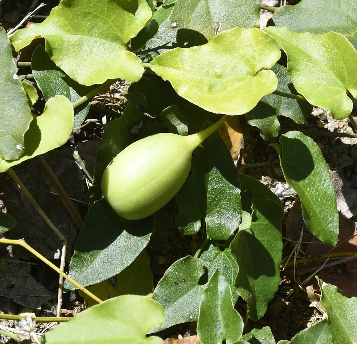 Image of Aristolochia sempervirens specimen.