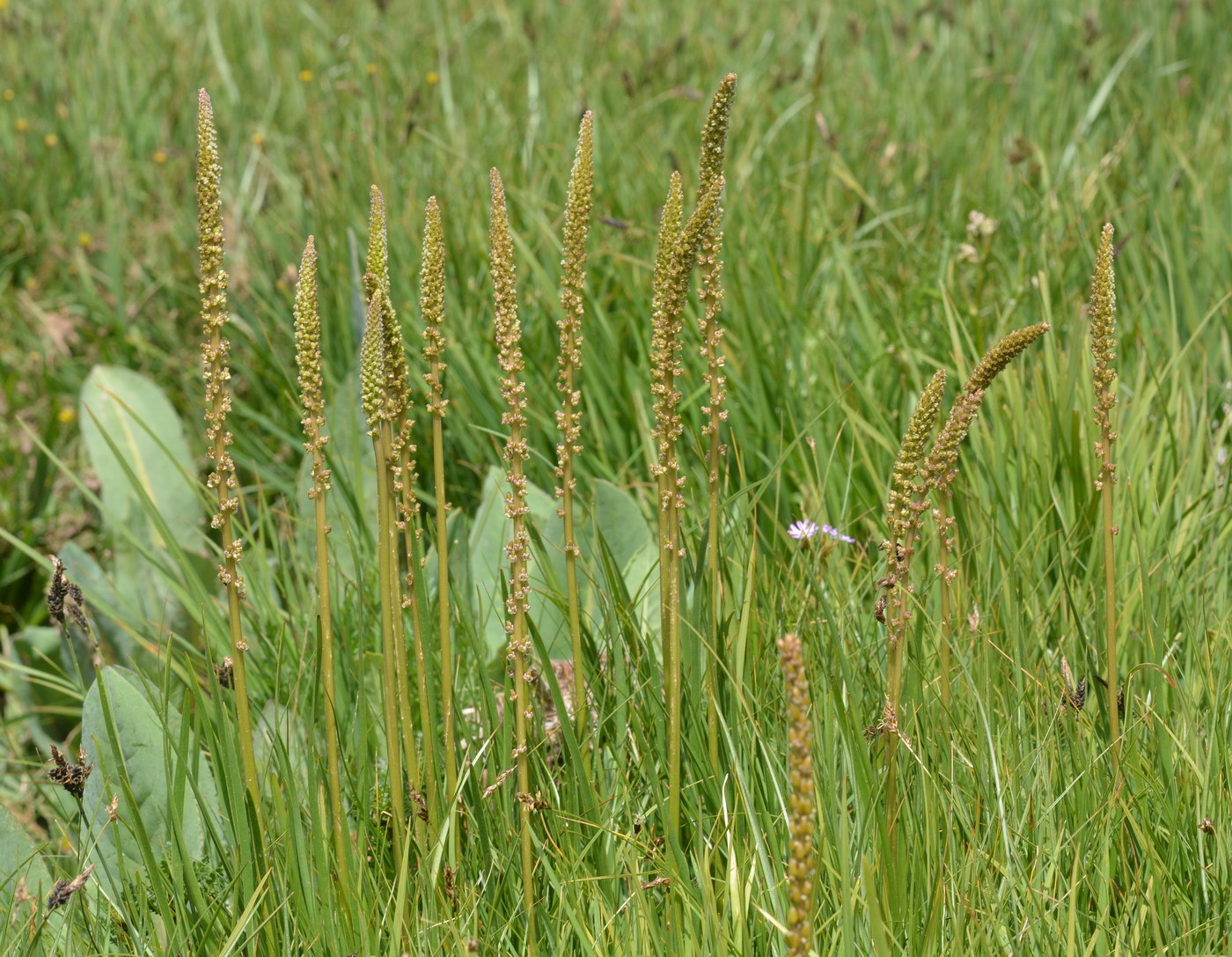 Image of Triglochin maritima specimen.