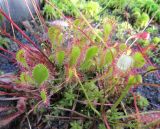 Drosera × eloisiana