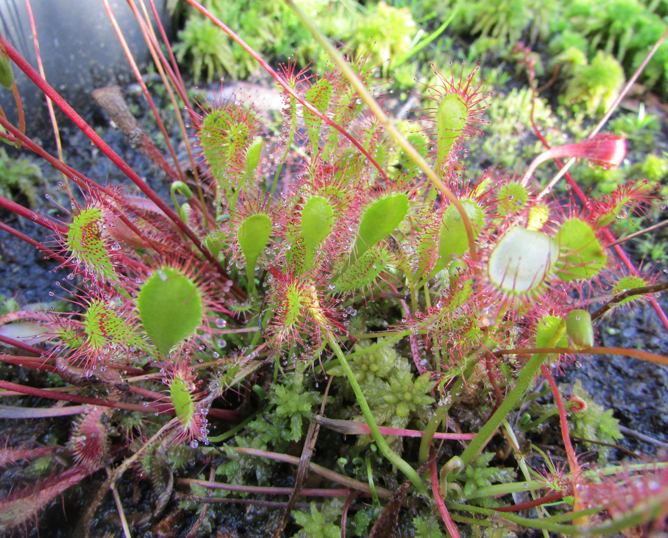 Image of Drosera &times; eloisiana specimen.