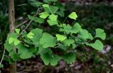 Ginkgo biloba. Верхушка ветви. Китай, провинция Хунань, национальный парк \"Чжанцзяцзе\", опушка смешанного леса. 07.06.2024.