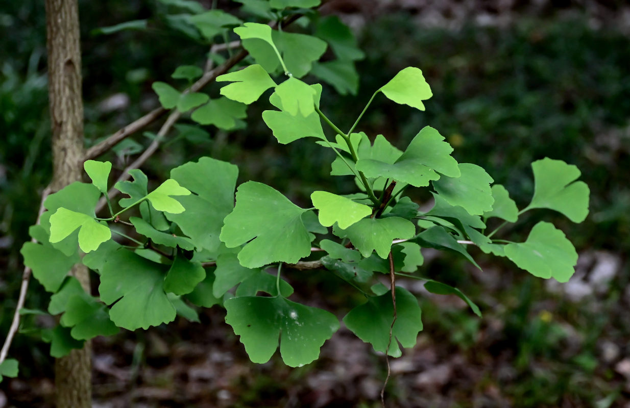 Image of Ginkgo biloba specimen.