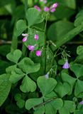 Oxalis articulata. Верхушка цветущего растения. Грузия, Аджария, Батумский ботанический сад, в культуре. 16.06.2023.