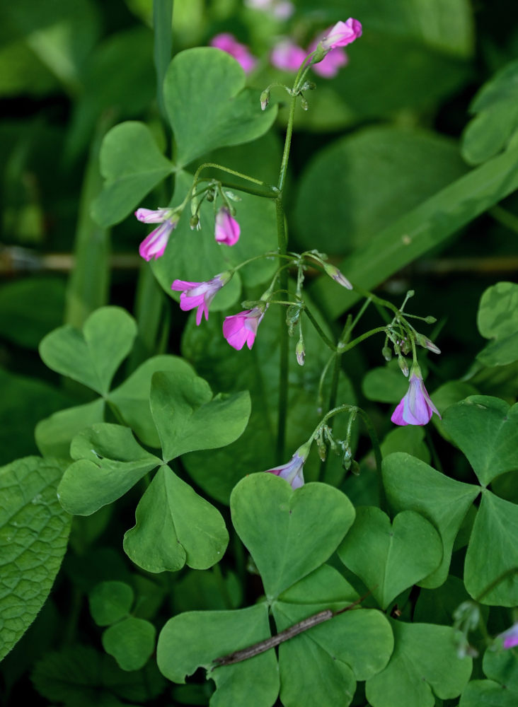 Изображение особи Oxalis articulata.