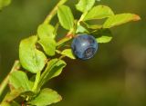 Vaccinium myrtillus