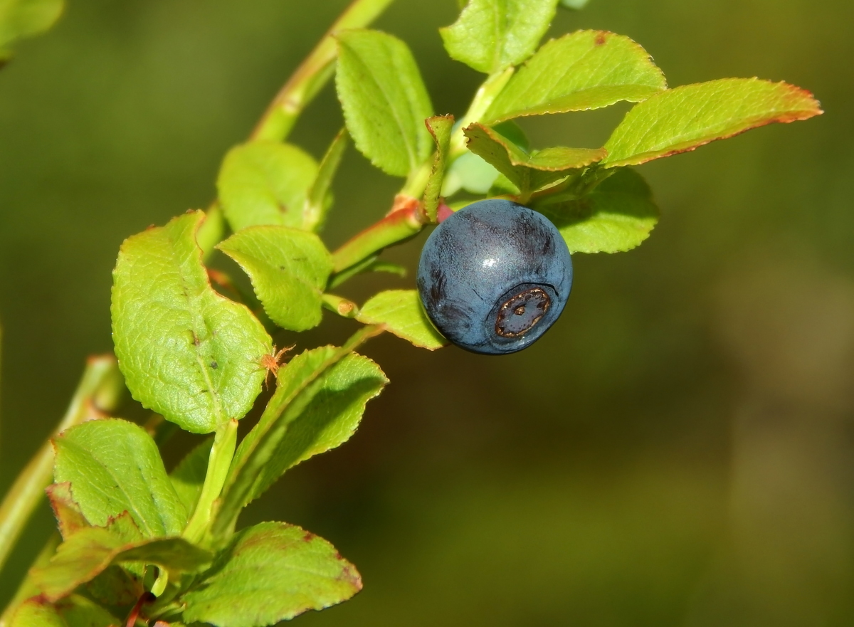 Image of Vaccinium myrtillus specimen.