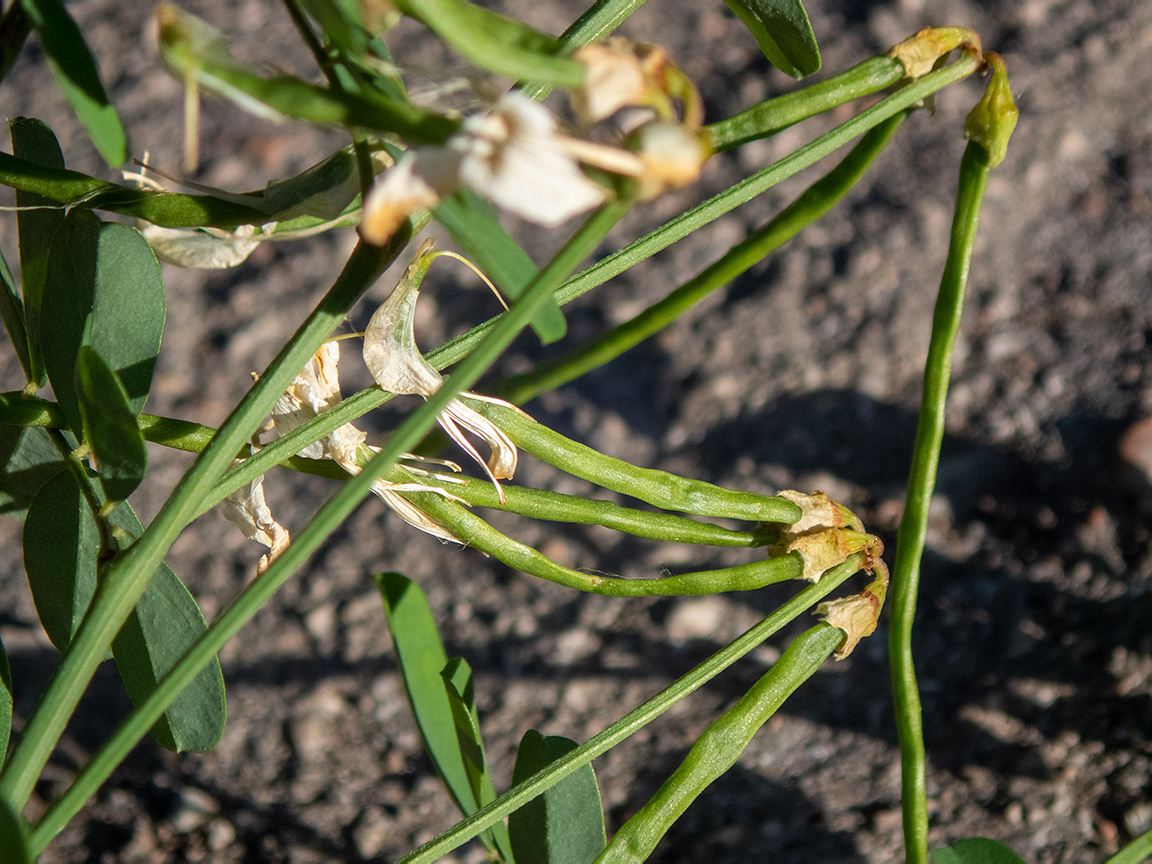 Изображение особи Hippocrepis emeroides.