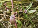 Ammannia robusta