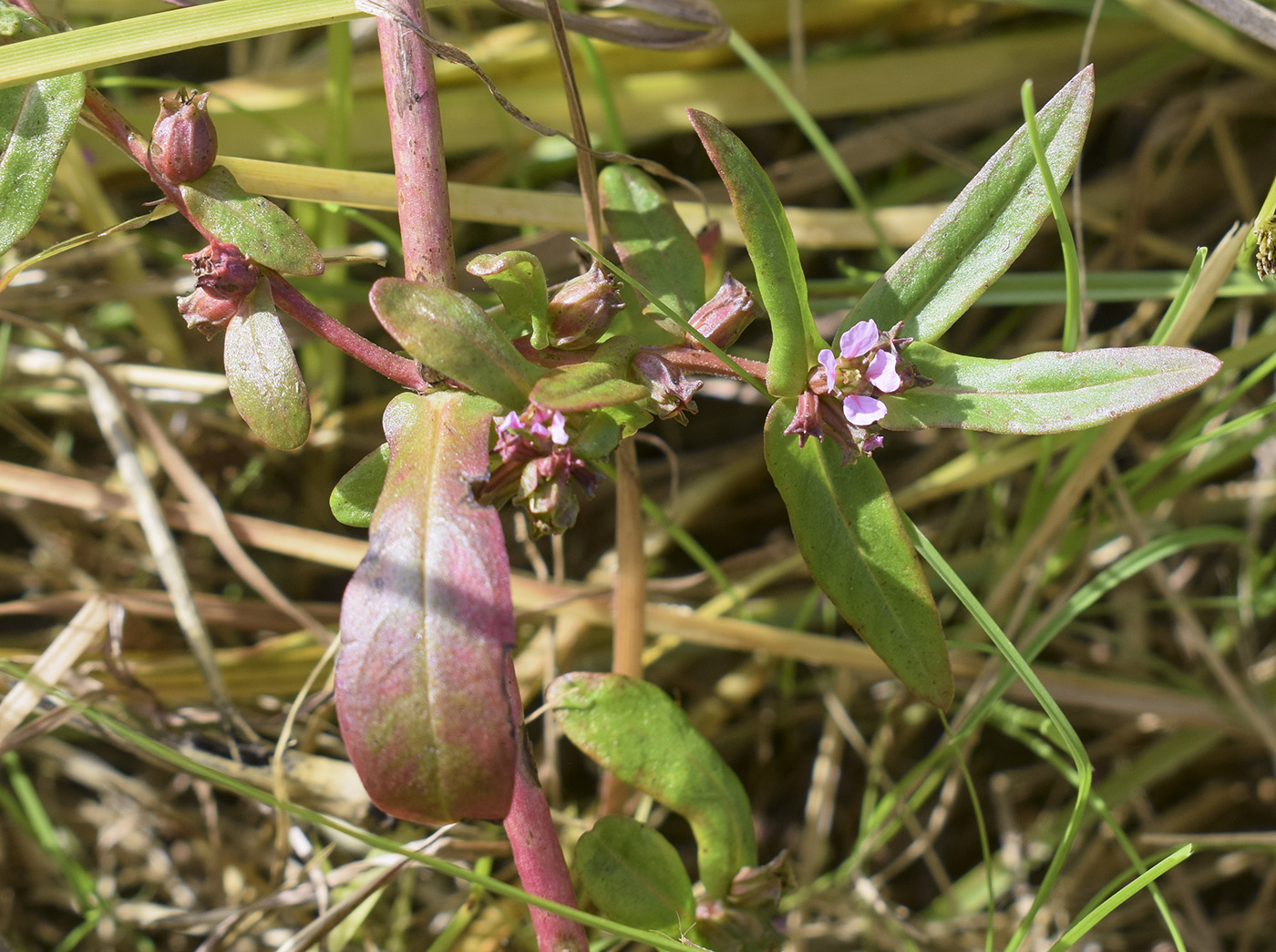 Image of Ammannia robusta specimen.