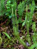 Lycopodium annotinum