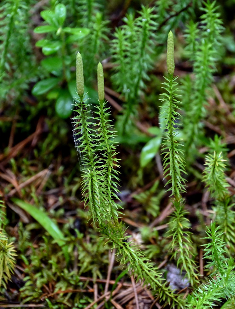 Изображение особи Lycopodium annotinum.