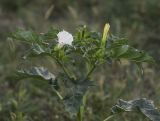 Datura stramonium