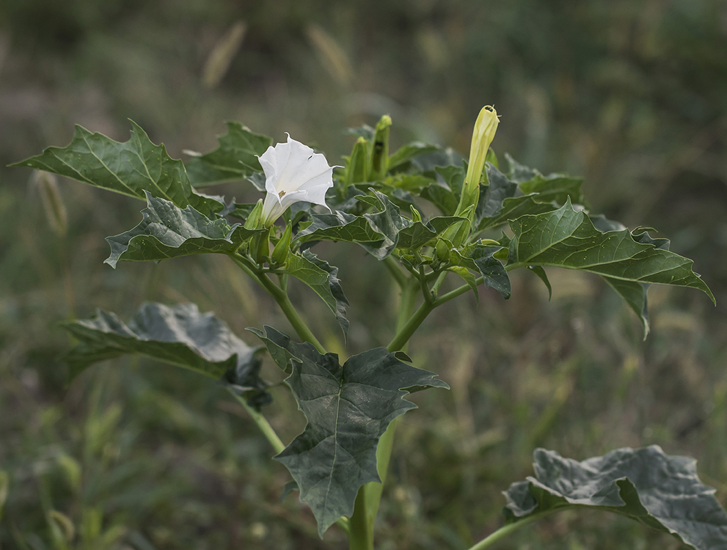 Изображение особи Datura stramonium.