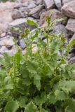 Senecio taraxacifolius. Растение с развивающимися соцветиями. Карачаево-Черкесия, Урупский р-н, хр. Абишира-Ахуба, окр. оз. Верхнее Лазурное, ≈ 2700 м н.у.м., каменистый склон. 11.08.2024.