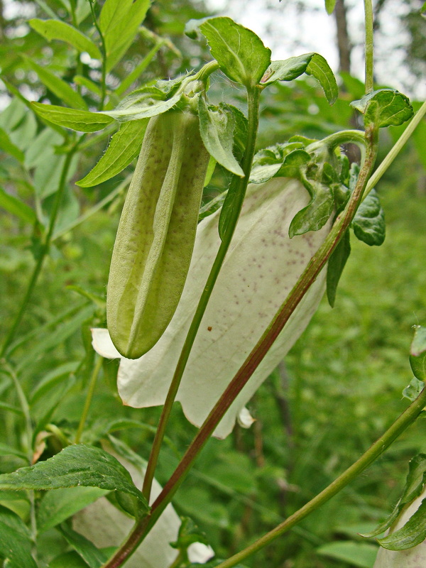 Изображение особи Campanula punctata.