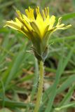 Taraxacum thracicum