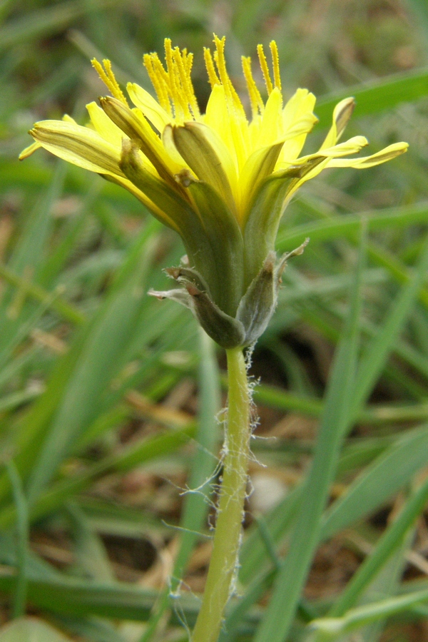 Image of Taraxacum thracicum specimen.